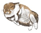 動物のイラストを描きます 愛嬌を誇張した、リアル寄りのペットイラストが得意です。 イメージ2