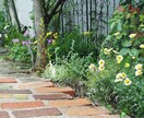 初心者さん向けに植物の育て方について相談承ります 初心者ならではのご質問や、どうしても植物を枯らしてしまう方に イメージ2