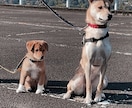 ワンちゃんの飼いはじめをサポートします （トイレ、甘噛み、破壊など望ましくない行動の改善） イメージ3