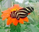 蝶の飼育の手伝いコーチします 自由研究に蝶または蛾の観察をしたい方向け。 イメージ2