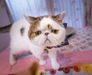 チャット☆3日間夜中でもお付き合いします お悩み、愚痴、雑談など、何でもokです❣ イメージ2
