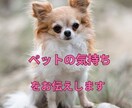 三匹のチワワと暮らす私がペットの声お伝えします ペットの気持ちをやさしく愛情をこめて飼い主さんにお届けします イメージ1