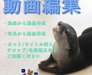 手技動画、動物動画などを中心に動画全般編集します 時間がない方のお手伝いします。ペットの思い出作ります。 イメージ1