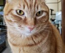 あなたの心に寄り添えるそんな存在にます 昨今暗い世の中、明るくトークして前向きに行きましょう イメージ1