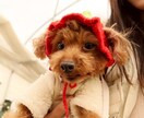 愛犬の写真・動画で癒しをお届けします 疲れているあなたへわんちゃんの癒しをお届けします(資格保有) イメージ4