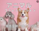 お空に渡ったペットや動物たちの魂をお繋ぎします あなたの気にしていることを聞いてみましょう。 イメージ1