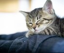 福岡の猫好きママが1分～あなたの疲れを癒します お帰り〜！お疲れ様〜!!そんな言葉であなたを迎えます!! イメージ2