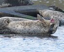 北海道旅行で野生動物に出会うコツを教えますます 北海道在住の動物写真家がご提案！ イメージ6