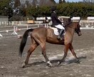 乗馬の動画撮影〜データ送付します 〜自分の騎乗姿勢の見直しに〜馬と仲良くなりましょう♪ イメージ2