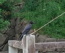 あの人にどう思われているのか占います 好きな人から貴方がどういう風に思われているのか占います イメージ1