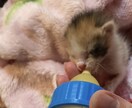 保護子猫の育て方（初心者歓迎）丁寧にサポートします 乳飲み子猫の命をつなぐ技術と知識、伝えます,ﾟ.:｡+ﾟ イメージ9