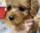 貴方の幸せへの手助けを致します 神獣、式神、霊感、霊視で貴方を幸せに… イメージ2