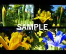 気軽に使えるワイドサイズの「春の花」写真提供します HPやブログなどの素材にどうぞ・蕾写真があるもの含めて24枚 イメージ3