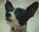 虹の橋を渡った大事な家族 心の声を届けます あの子が伝えたかった気持ち、あなたの想いを繋げます イメージ7