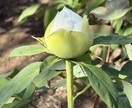 未亡人のお話し聞きます 喪失の痛みに寄り添い、ひとりじゃないと感じてほしい♡ イメージ3