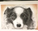 写真を元に動物の顔の似顔絵を描きます パステルアートで描くので柔らかく温かみのある似顔絵です。 イメージ2