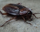 ゴキブリ駆除情報アドバイス致します 嫌なゴキブリを家の中に侵入させない イメージ1