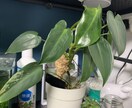 観葉植物の飼育方法などご相談聞きます 育て方がわからない方よく枯らしてしまう方など相談ください。 イメージ4