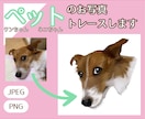 ペット写真をイラスト化します うちの子を世界に一枚のイラストにして記念やプレゼントに♪ イメージ1