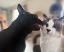 教えてもらった事を伝えます 映像で見えたもの、聞こえた事を伝えさせて頂きます イメージ2