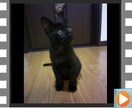 写真や動画に音楽を重ねてムービーにします 「飲み会、結婚式の余興で軽く場を盛り上げたい場合に最適」 イメージ4