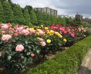 困った時にすぐ対応、遠隔で気を送ります 依頼を確認し次第、すぐに気を送ります イメージ1