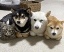 ペットちゃんに 癒しのレイキヒーリングします 大切なペットちゃんをレイキヒーリングで癒します イメージ1