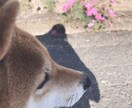 誰かに聞いて欲しい！！を聴きます 誰かに聞いて欲しい！！という時にほのぼのと聴かせて下さい！ イメージ1
