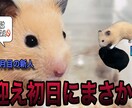 YouTube、TikTok全般承ります shorts動画、10分から30分の尺動画なんでも作ります イメージ1