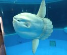 24時間以内に返信!ワンコインタロット占いします なんで、マンボウ!?幸運の生き物だからです。 イメージ1