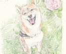 水彩色鉛筆で愛犬愛猫愛鳥の可愛いイラスト描きます 色とりどりのお花に囲まれ庭園にいるような優しい雰囲気の画風。 イメージ6