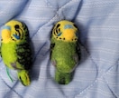 あなたの鳥さんをマスコットにします 羊毛フェルトのミニ鳥さんをオーダーメイド イメージ4