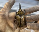 国内外のクワガタカブト虫の飼育、採集方法教えます クワガタカブトムシのことなら任せてください。 イメージ1