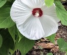 写真撮影を代行します 癒しを求めるきれいな景色を探して！！！ イメージ3