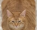 ちょっと聞いて!相談､愚痴､どんな内容でも聞きます 身近じゃないから気にせず言える。心のよりどころに! イメージ2