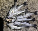 完全初心者向け、釣りの楽しさ教えます 釣り歴20年の私が釣りの全てを伝授いたします！ イメージ2
