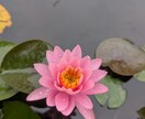 あなたに伝えたいことばがあります 母親の役割に囚われていませんか？あなたの悩みに寄り添います イメージ7