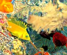 綺麗な水中写真を提供します 見た事ない世界をあなたへ。水中世界をお楽しみください。 イメージ4