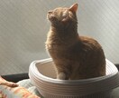 うちの子がいちばん！愛猫の自慢話聞きます 愛猫とのエピソード、特技、猫愛なんでもお話しください♪ イメージ9