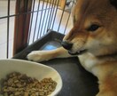 ペットコンサル(お悩みでも愚痴も…お聞き致し)ます ペットの行動・個性に合った方法で、豊かなくらしを…。 イメージ1