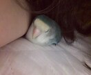 飼っているペットの相談のります 飼っているペットに健康というプレゼントしませんか？ イメージ1