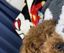 トイプードルのモデル写真・動画提供します 撮影シチュエーションご相談下さい イメージ9
