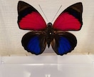 蝶の標本を素材写真としてご利用頂けます オリジナルロゴやデザインの一部に蝶の写真はいかがですか？ イメージ1