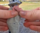 話題のスクイーズ動画作ります 写真やイラストを潰したり膨らませたりできます！商用可能！ イメージ3