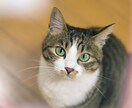 好きなもののお話、存分に聞きます 好きなものへの情熱話をぜひ聞かせてください！ イメージ4