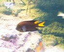 魚の同定、承ります この魚の種類は？毒は無いの？食べられるの？等々知りたい方へ！ イメージ3