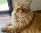 誰かと比べられるのは辛いですよね。お話聞きます あなたのこころが癒やされますように イメージ6