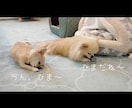 ペット専用！◎うちの子の思い出ムービーを作ります 毎日見たくなるうちの子ショートムービーをお届け！ イメージ10