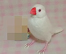 あなたの小鳥をモデルに羊毛フィギュアを制作します 自分の小鳥のグッズをあきらめていた方必見！　小型～中型インコ イメージ4