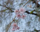 桜の写真提供します 趣味のカメラで撮った桜の写真を売ります イメージ2